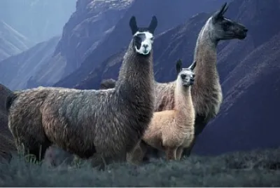 Alpacas Nortinas