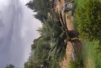 Palma