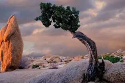 Arbol en roca