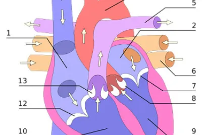 Anatomia del corazón