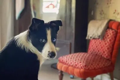 perro