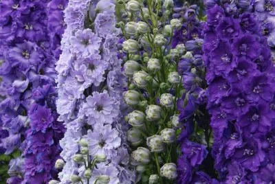 Misty Mauve Delphiniums