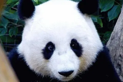 Mei Sheng Giant Panda-San Diego Zoo