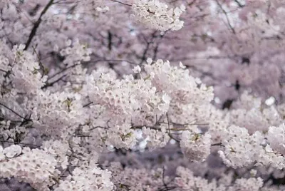 Floracion
