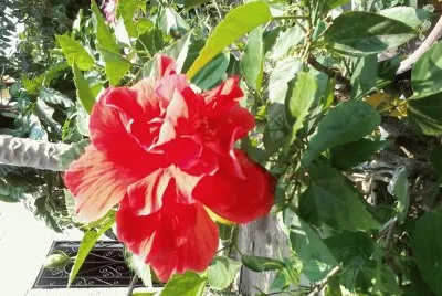 Tulipan Rojo