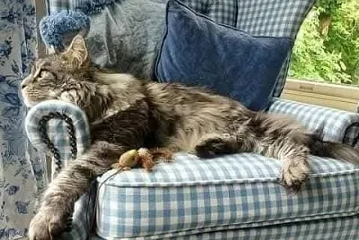 Gato