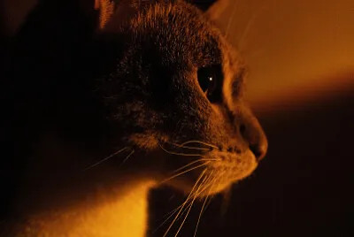 Mittenz