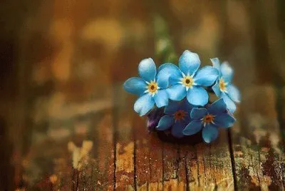 flores