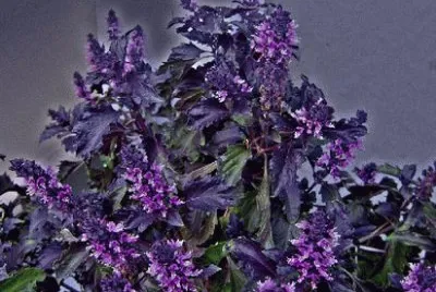 Purple Ruffle Basil Plant