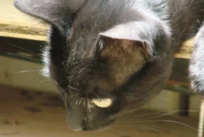 Black Cat