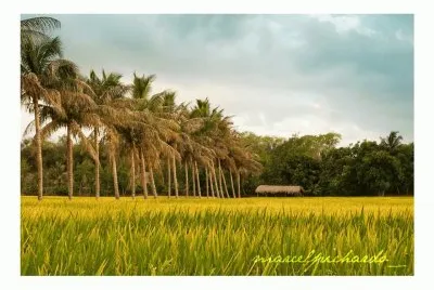 paisaje dominicano jigsaw puzzle