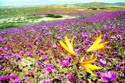 desierto de atacama chile
