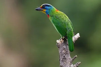 五色鳥