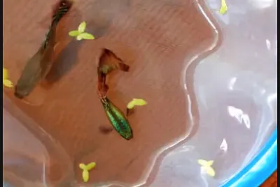 guppy