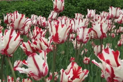 Tulipas