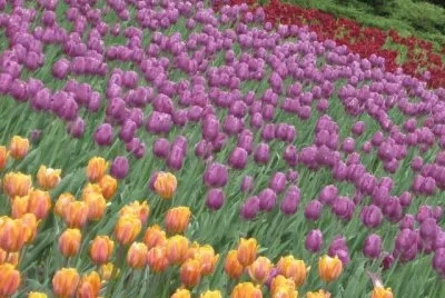 Tulipas