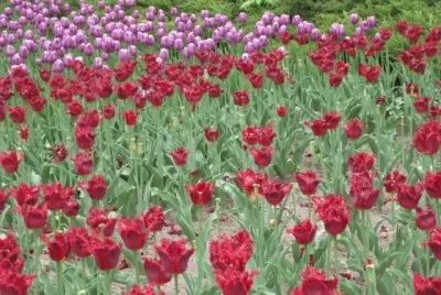 Tulipas