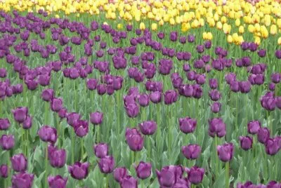 Tulipas