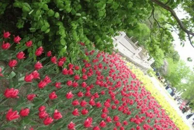 Flores