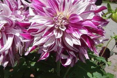 lilas jigsaw puzzle