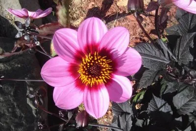 rosa jigsaw puzzle