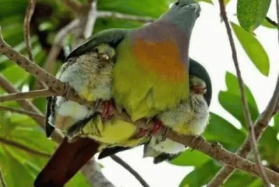 Mother