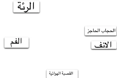 ركب البازل