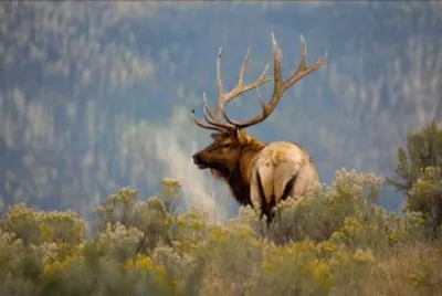 Yellowstone Bull Elk