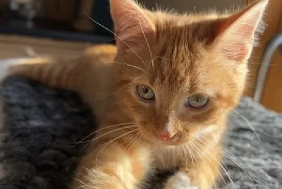 Garfield