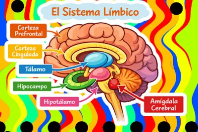 sistema límbico rompecabezas