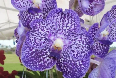 Lovely Purple Orchid