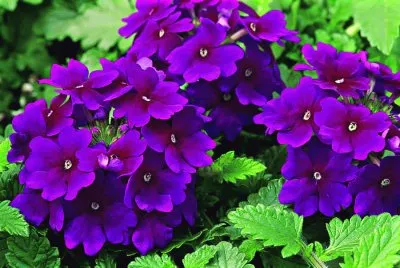 Royal Purple Lanai Verbena-Hawaii