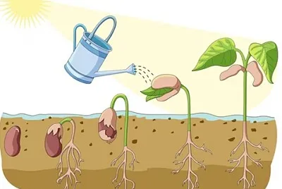 GERMINACION