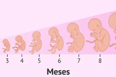 meses del embarazo jigsaw puzzle