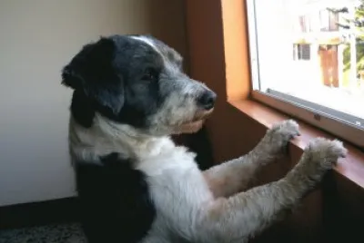 familiar jigsaw puzzle