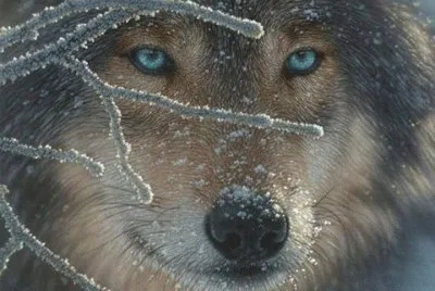 Wolf jigsaw puzzle