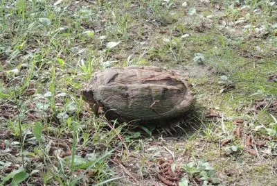 פאזל של Snapping Turtle