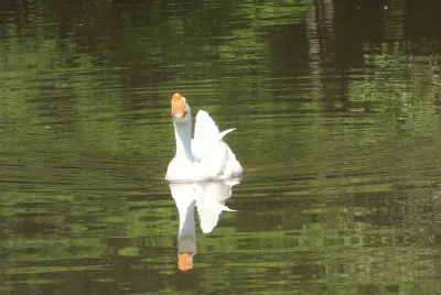 Goose