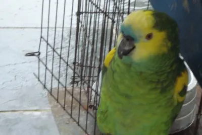 pÃ¡ssaro