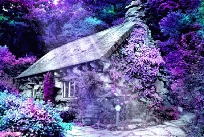 House in Purple Forest