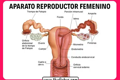 Sistema reproductor