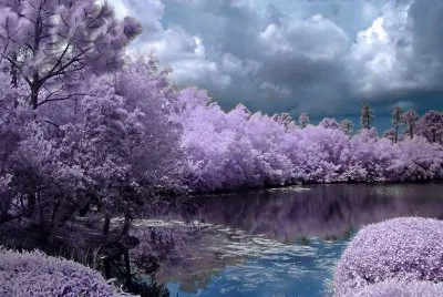 Purple Lake