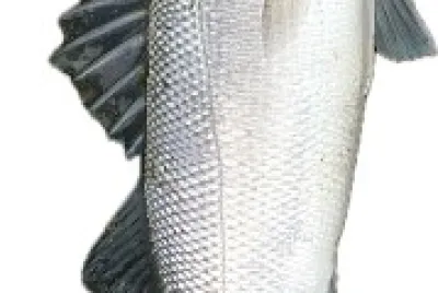 Sea bass