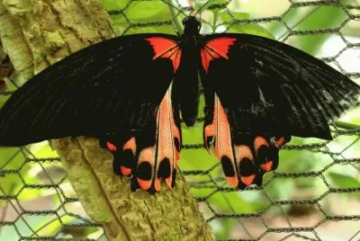 Butterfly/Papillon/Mariposa