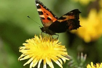 Butterfly/Papillon/Mariposa