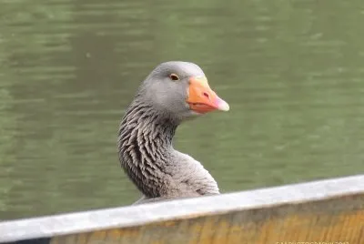 Peek-A-Boo Goose