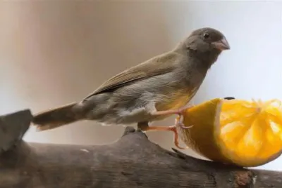 פאזל של 51
