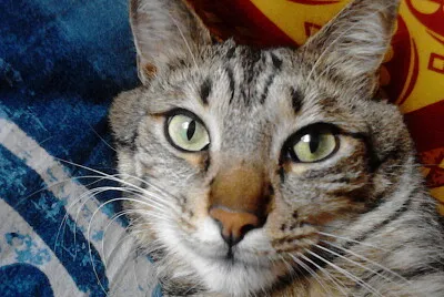 Charlie Strippy jigsaw puzzle