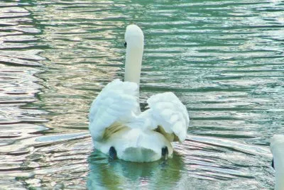 Swan