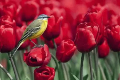 55 jigsaw puzzle